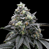 Khalifa Mints seeds